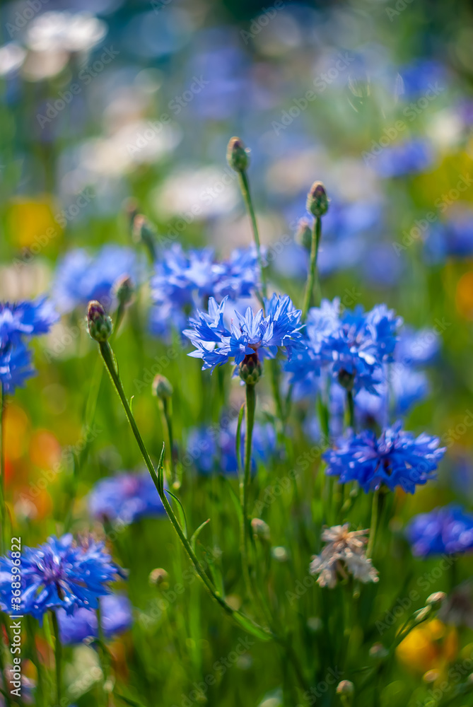 Blooming Blue Cornflowers in the garden. Beautiful manual bokeh Blooming Blue Cornflowers in the garden. Beautiful manual bokeh