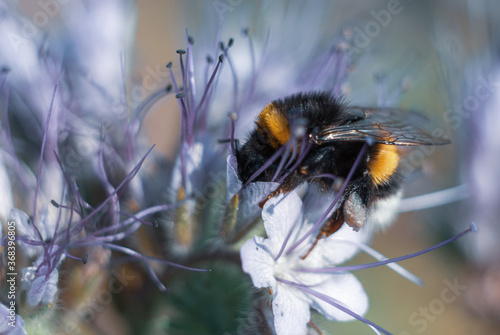 Bublebee gathering nectar. Phacelia flower (scorpionweed, heliotrope) is a genus of about 200 species of annual or perennial herbaceous plants, native to North and South America. photo