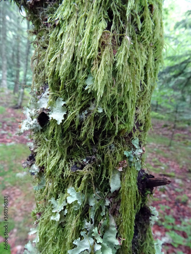 Mousses pendantes sur arbre