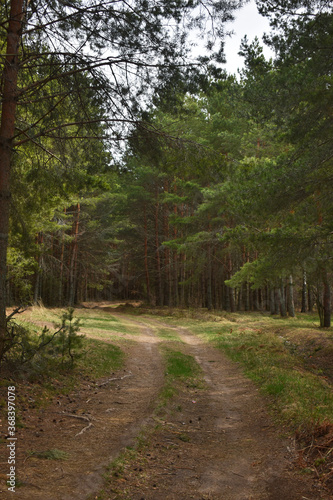 a small path in the pine forest
