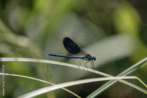 Blue dragonfly on leaf. Dragonfly close up with blurred background.