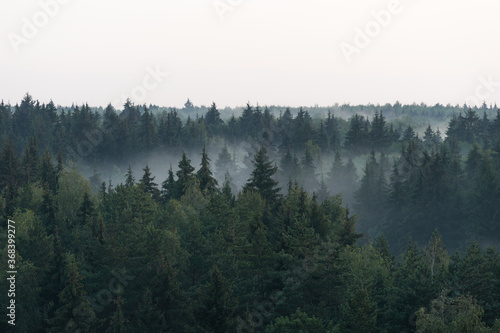 Panoramic view from the height on dark spruce forest in the fog