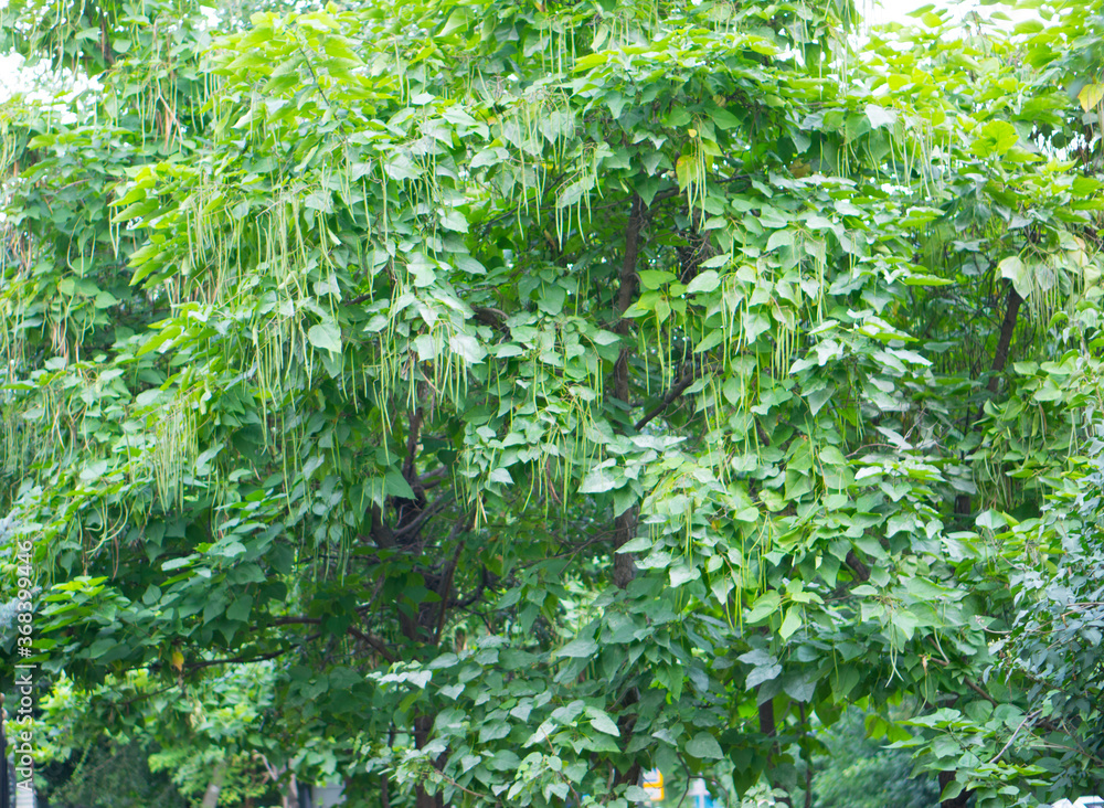 Leaves texture, natural background. Ornamental tree fruits. Leaves texture, natural background. Ornamental tree fruits.