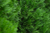 Leaves texture, natural background. Thuja leaves