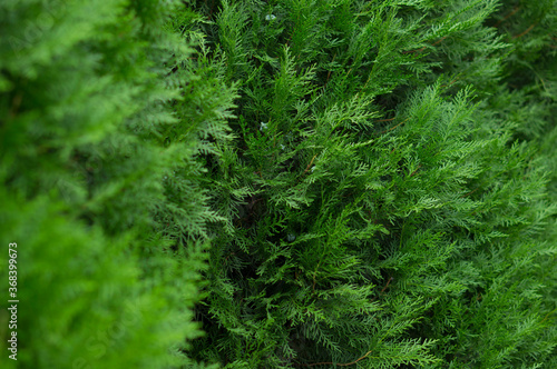 Leaves texture, natural background. Thuja leaves