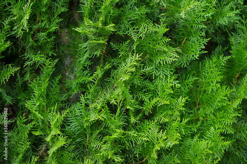 Leaves texture  natural background. Thuja leaves