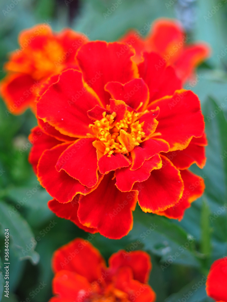 Obraz premium red-orange marigolds on a flower bed in the garden