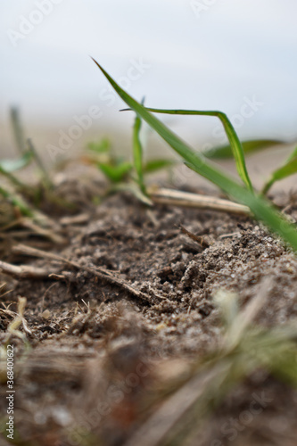 green grass leaves close-up