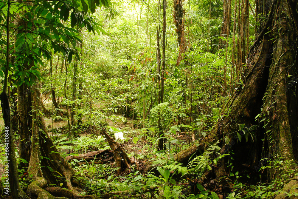 Khao Sok national park, Thailand, Asia Khao Sok national park, Thailand, Asia