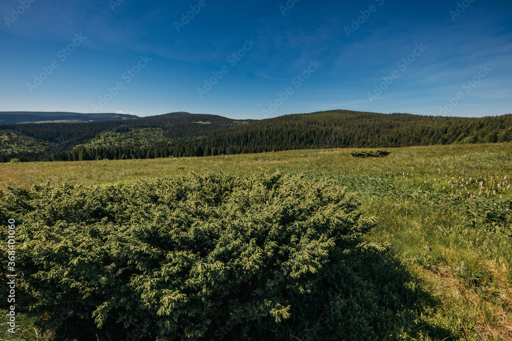 A herd of sheep grazing on a lush green field A herd of sheep grazing on a lush green field