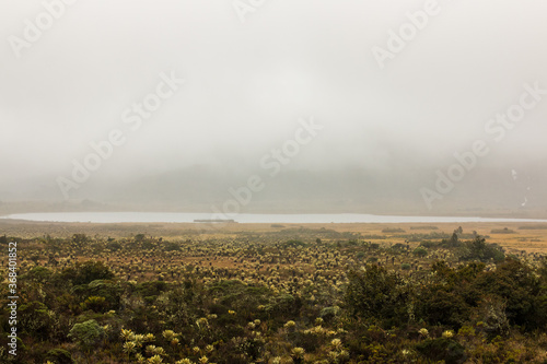 frailejon plants (Espeletias) field at purace paramo 