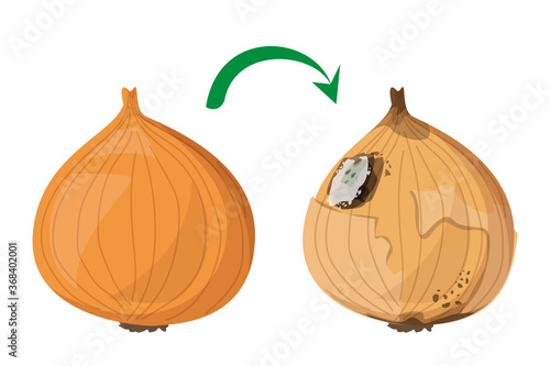 Fresh onion becomes rotten vector isolated. Organic natural product, healthy raw food. Rotting product, mold on the onion, damaged meal.