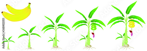 A growth cycle of a banana plant isolated on a white background.