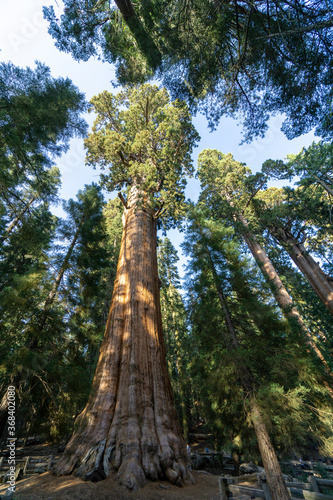 California, the Sequoia Park