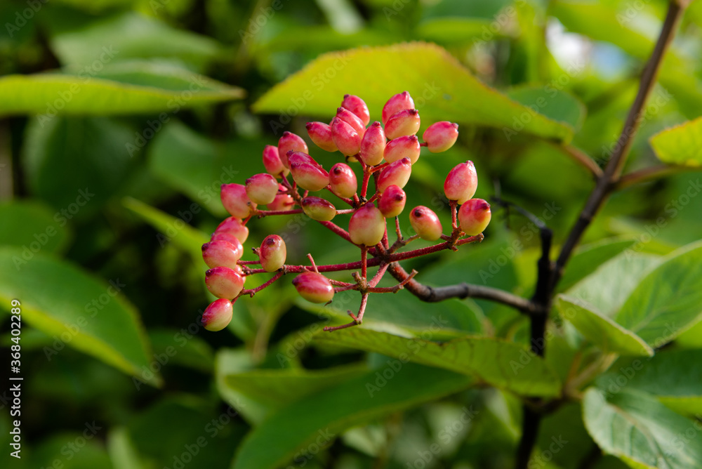 Viburnum bush