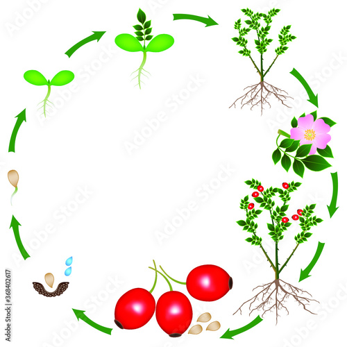 Life cycle of a rose hips plant on a white background.
