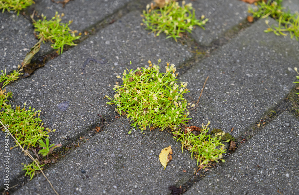 Green leaves growing among the paving slabs. New life concept.