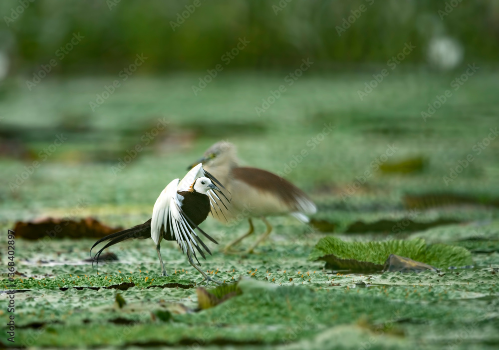Pheasant tailed jacana fighting with pond heron over territory Pheasant tailed jacana fighting with pond heron over territory