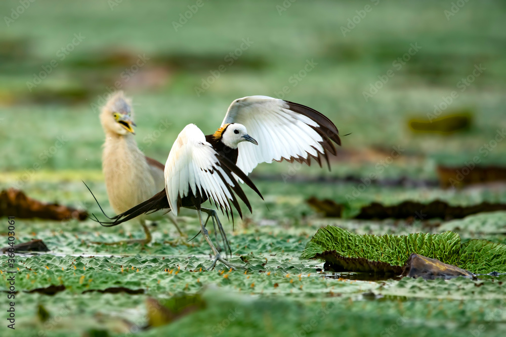 Obraz premium Pheasant tailed jacana fighting with pond heron over territory