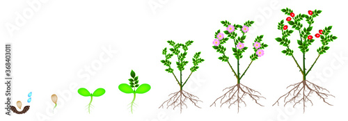 Cycle of growth of a plant of a rose hips isolated on a white background.