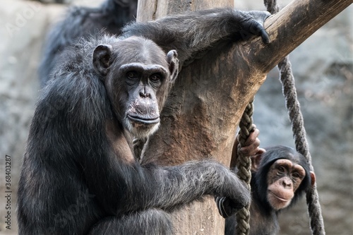 Neugierige Blicke - Schimpansen Mutter mit  Jungem