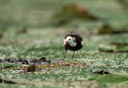 Pheasant tailed jacana on floating leafs