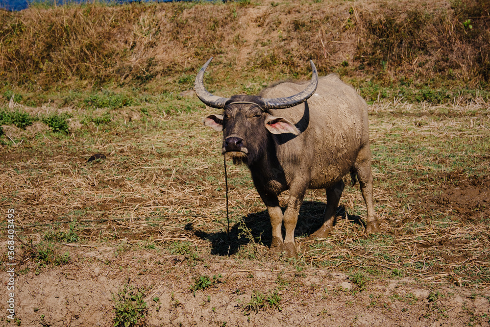 Thailand buffalo eating grass with birds,countryside Thailand Thailand buffalo eating grass with birds,countryside Thailand
