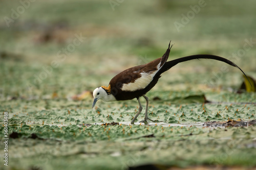 Pheasant tailed jacana on floating leafs photo