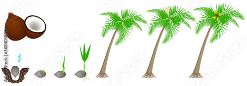 Cycle of growth of a plant of a coconut isolated on a white background.