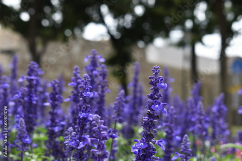 Lavendel vor grauer Mauer bei bedecktem Himmel, intensives Blau und Grau als Hintergrund mit Blumen