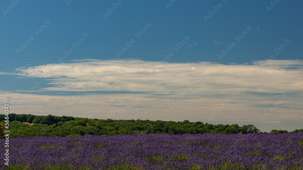 Fototapeta premium Lavender fields at Snowshill, Cotswolds Gloucestershire England UK