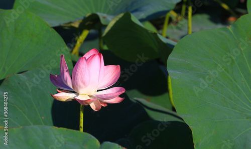 The blooming of pink lotus in Astrakhan region, river, summer. Russia wild nature