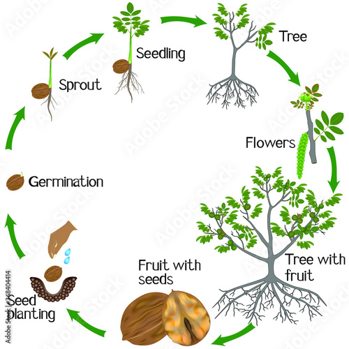 Cycle of a walnut plant growth isolated on white background.