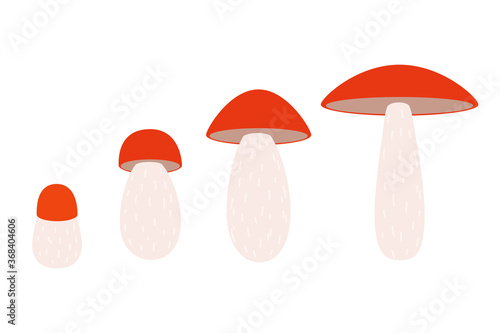 orange-cap boletus, vector illustration. set of edible mushrooms.