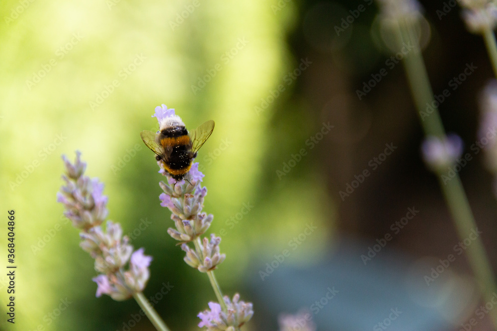 bee on pollination in summer bee on pollination in summer