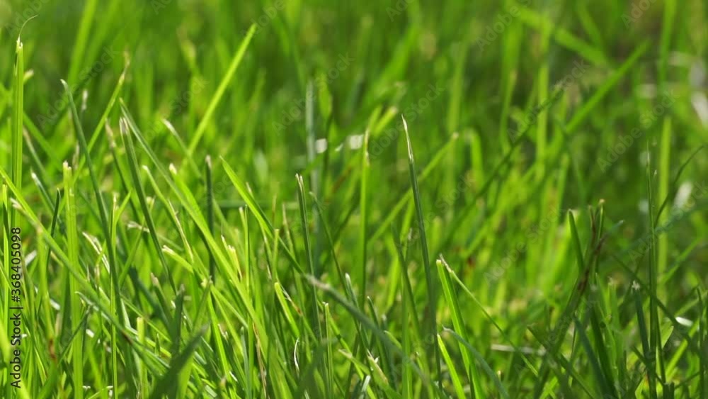 Green grass close up. Fresh green grass in summer with sunlight in clear weather. Green grass close up. Fresh green grass in summer with sunlight in clear weather.