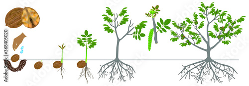 Cycle of growth of a plant of a walnut isolated on a white background.