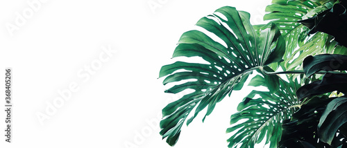 Tropical leaves pattern foliage plant bush Monstera (Monstera deliciosa) nature frame layout on white background for banner and cover page, tropical summer houseplant and forest concepts.