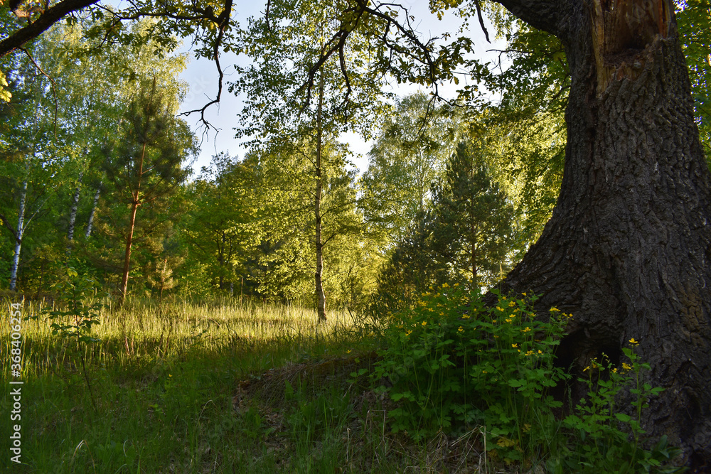 Fototapeta premium beautiful sunset in the summer forest