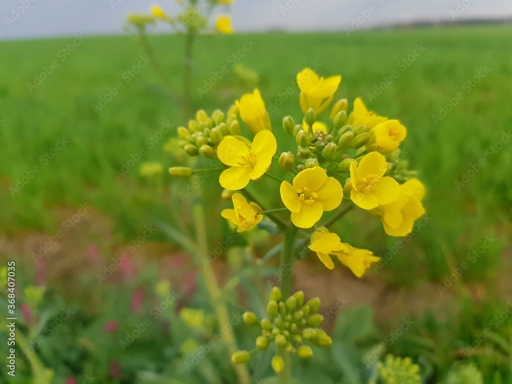Obraz premium yellow flowers in the field
