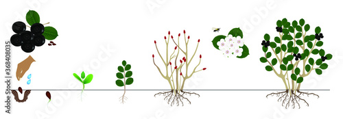 Cycle of a bush black chokeberry (Aronia melanocarpa) isolated on white background.