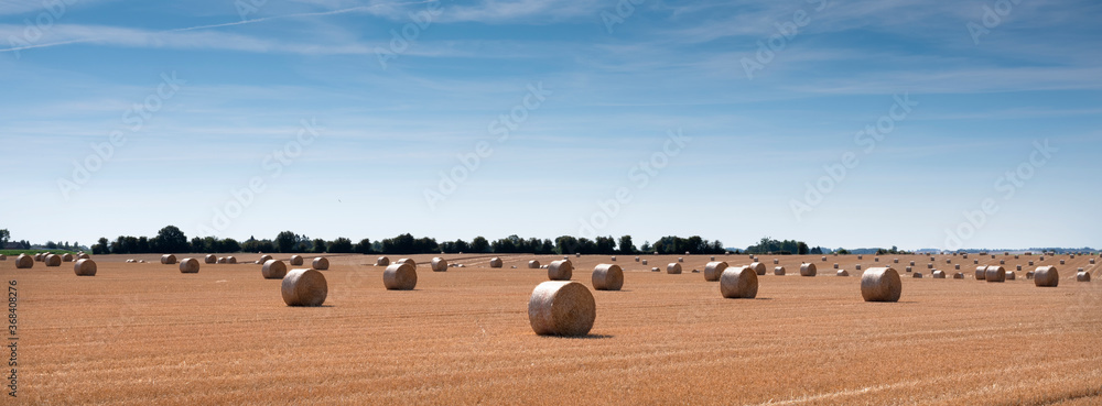 Obraz premium golden field with straw bales under blue sky in the north of france