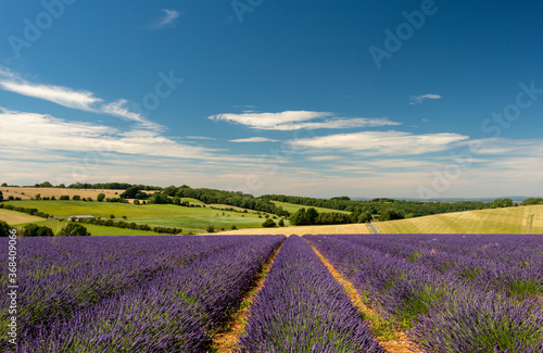 Lavender fields at Snowshill  Cotswolds Gloucestershire England UK