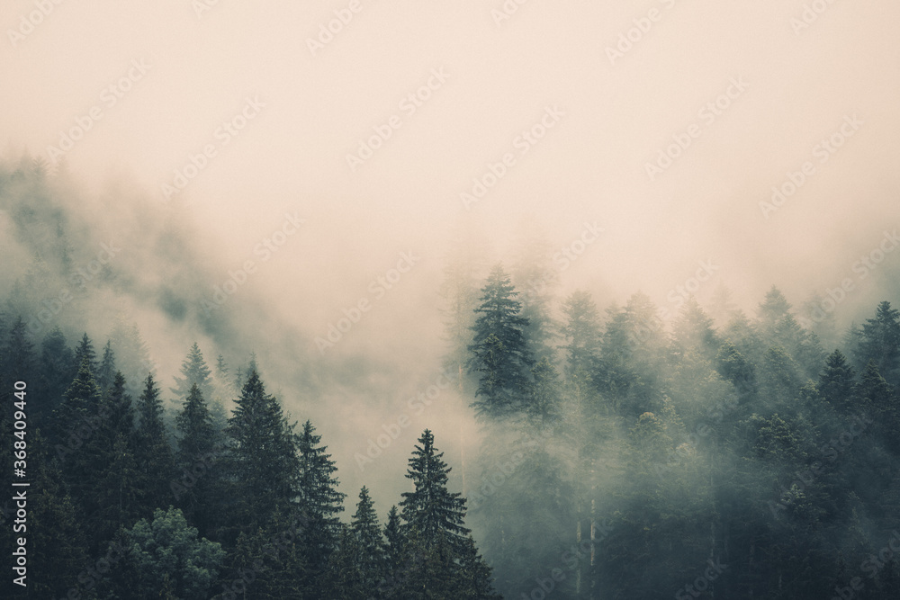 Wald im Nebel Wald im Nebel