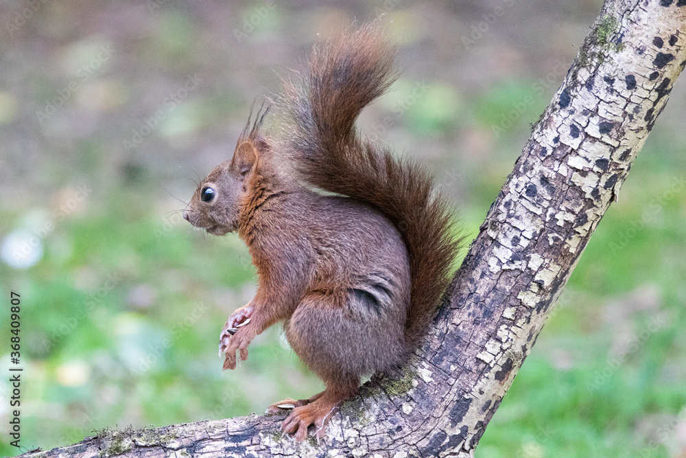 Fototapeta premium écureuil 