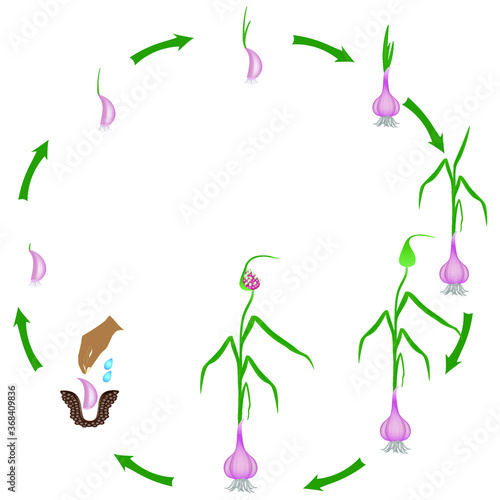 Life cycle of a garlic plant on a white background.