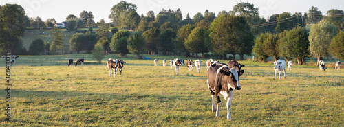cows in the north of france near saint-quentin and valenciennes photo