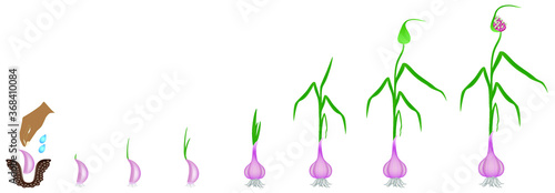 Cycle of growth of a plant of a garlic isolated on a white background.