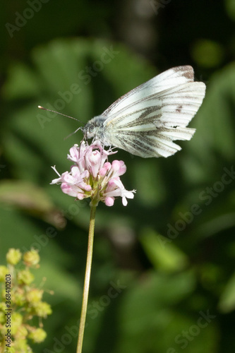butterfly on flower © ian