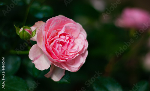 Delicate Rose Bush roses. Natural flower background. The flowering of roses. Pink flowers on a green background.